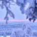Snow-covered trees overlook a vast winter landscape.
